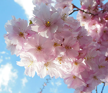 blomster, kirsebær, Cherry blossom, forår, Pink, makro, Sky