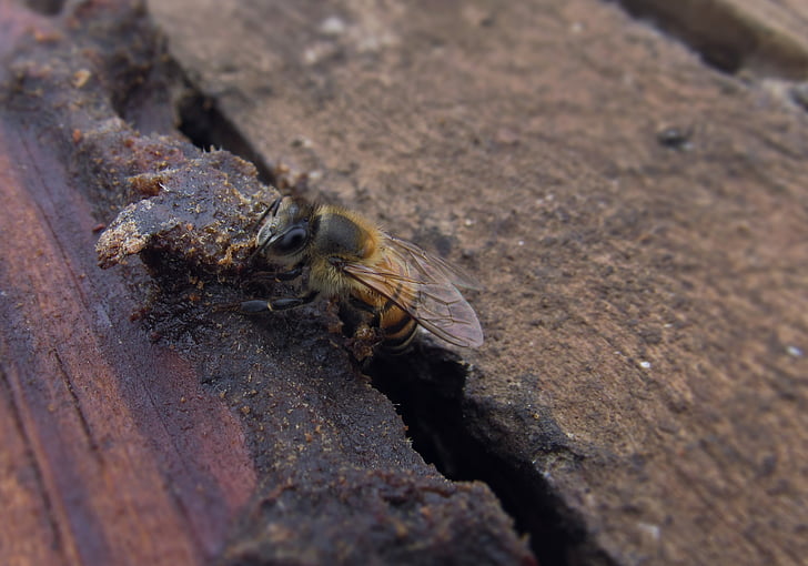 Bee, honungsbiet, insekt, biodling, biodling, mellifera, bikupa