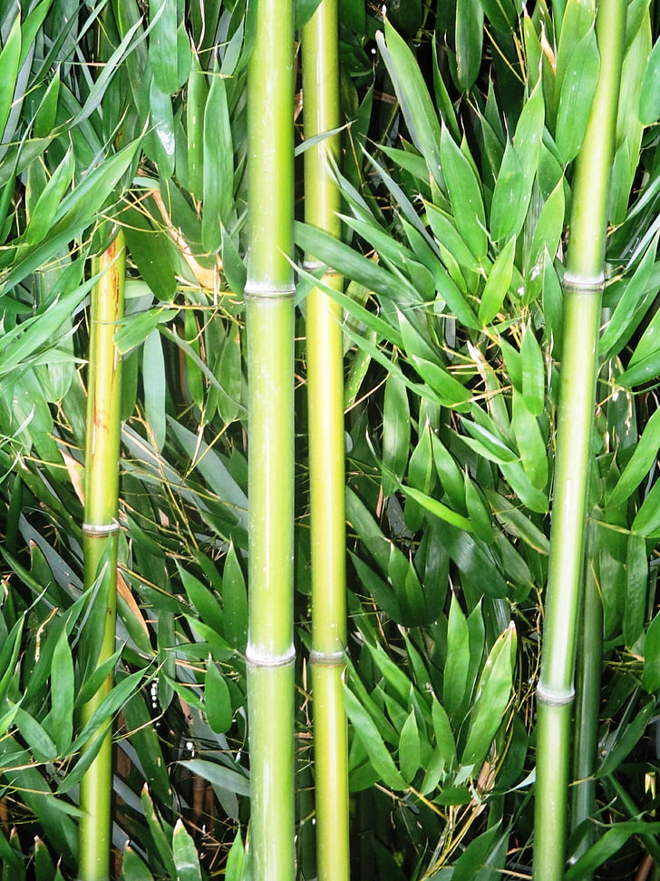 bamboo, bamboo cane, plant, geblichgruen, bamboo leaves, close, switzerland