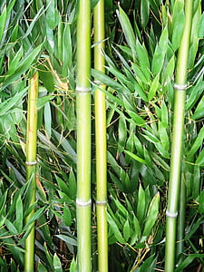 bambuko, bambukai cukranendrių, augalų, geblichgruen, bambukų lapai, uždaryti, Šveicarija