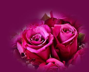 Rosas, planta, color de rosa, flor color de rosa, flor, floración, fragancia