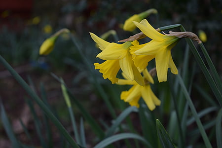 narcizai, pavasarį, sodas, gėlė