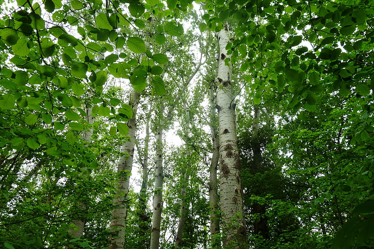 breza, Forest, Príroda, stromy, listy, kôra