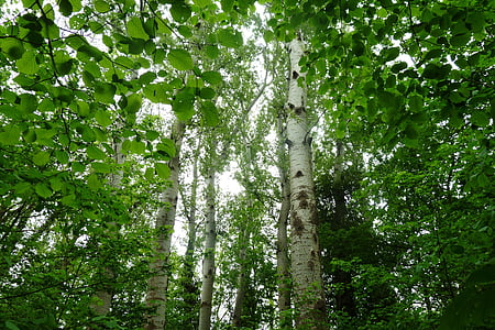 Birch, hutan, alam, pohon, daun, kulit