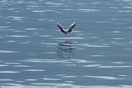 bird, gull, wass, water bird, seagull, animal, flight