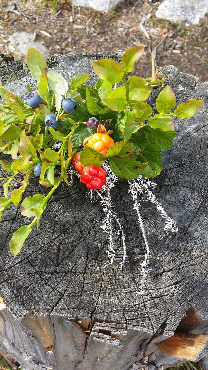 το φθινόπωρο, τα βατόμουρα, φύση, μούρο, το καλοκαίρι, Σουηδική βακκινίων, heidelbeere
