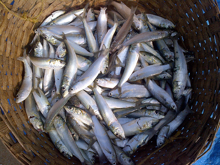 žuvis, Indijos naftos sardinių, sardinėlių longiceps, spindulių pelekais žuvys, sardinėlių, jūra, sugauti