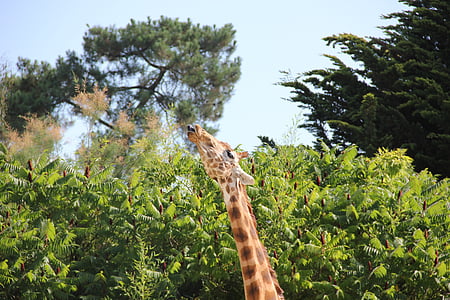 giraf, natur, dyr, Zoo, Wildlife, træ, Afrika
