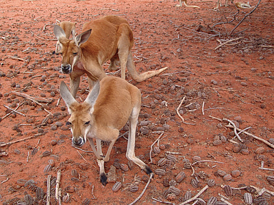 kangaroo, red, large, australia