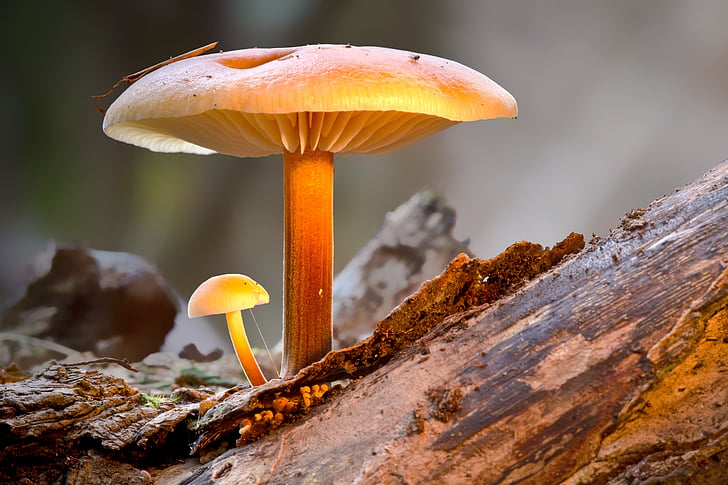 svamp, Mini mushroom, skyddad, svamp, stora små, svampen, ätlig svamp