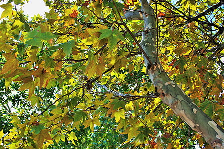 pesawat daun, pohon, pesawat, daun, dedaunan, menguning, musim gugur