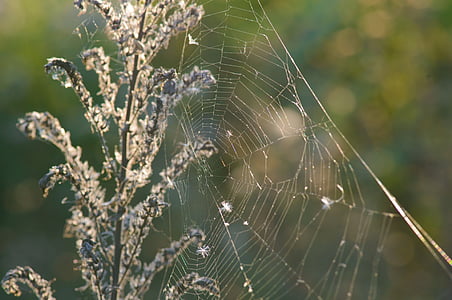 edderkoppespind, hjem, spindelvæv, solen, morgen, sommer, natur