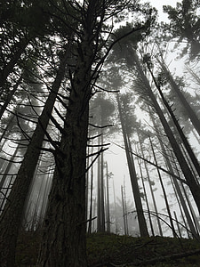forest, fog, trees, hiking