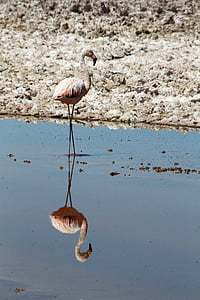 flamingo, pink, atacama desert, chile, animal, bird, nature