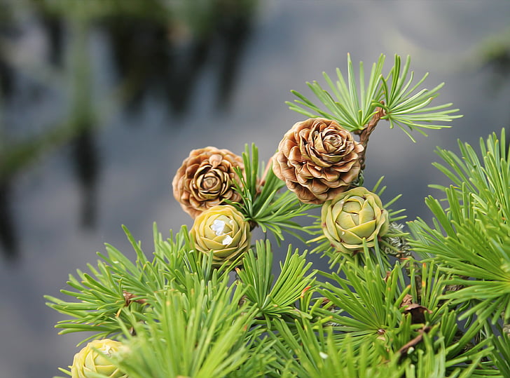 larch, larch branch, branch, softwood, cones, larch cones, wood