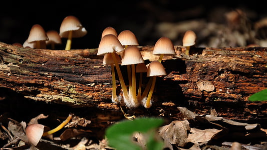 Snake houby, Les, léto, Příroda, podzim, houby, detail