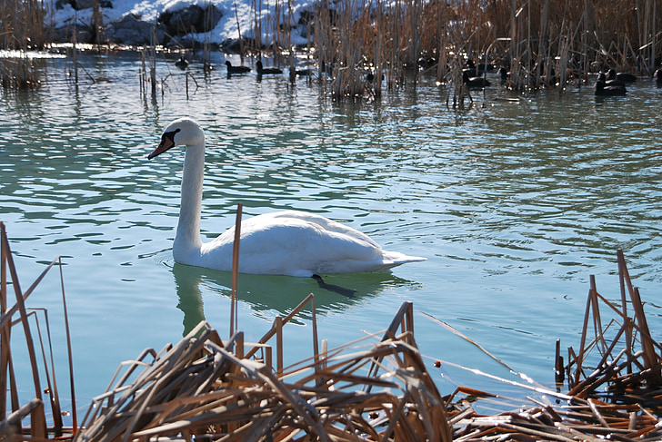 Swan, jazero, zimné, vody, plávanie, voľne žijúcich živočíchov, zviera