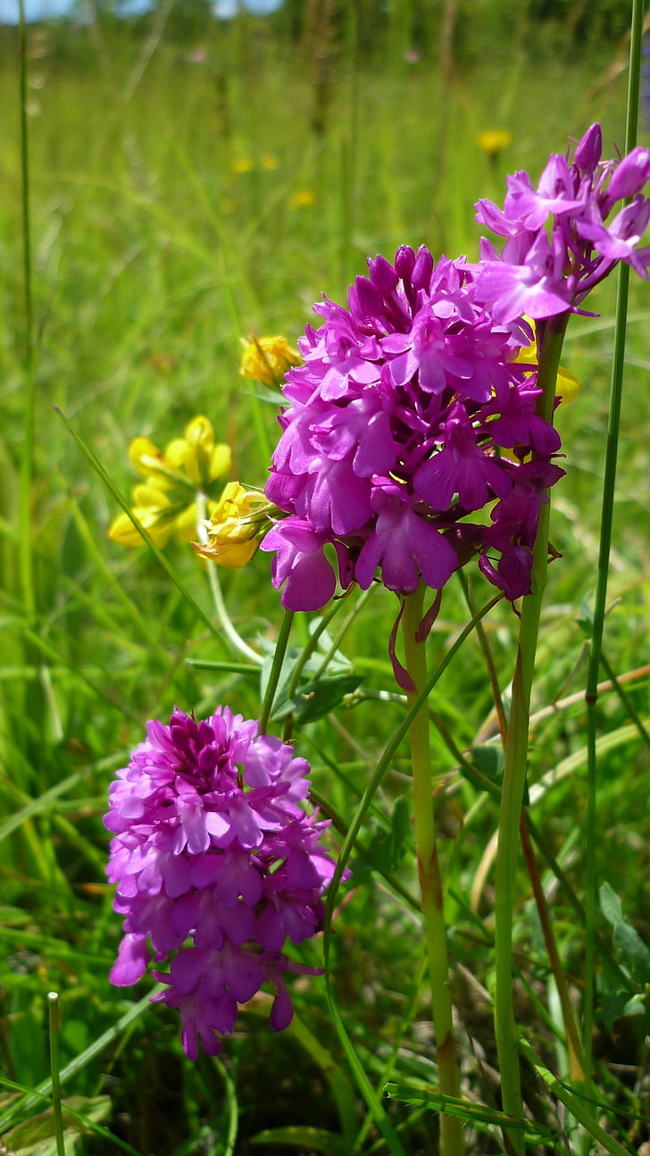 pyramidenwurz, anacamptis pyramidalis, german orchid, rarely, mountain meadows, protected, group