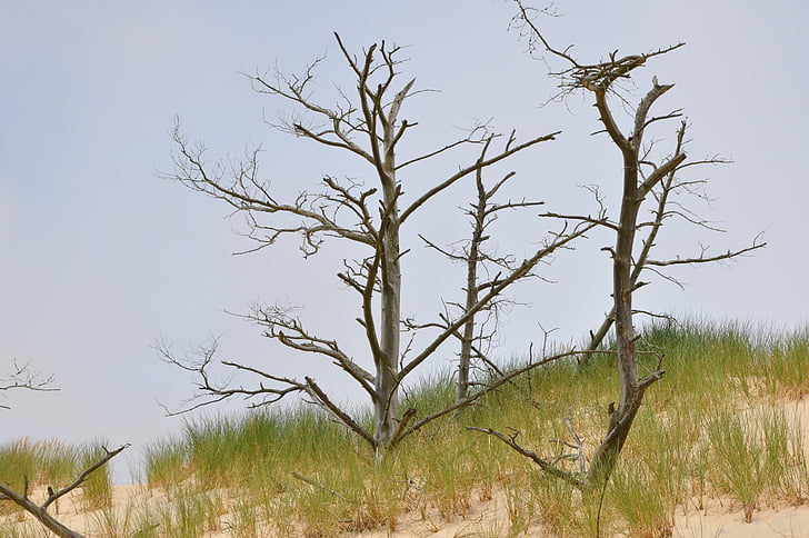 mobilné dune, piesok, pobrežie, strom, Príroda