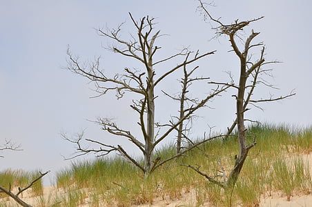 mobilne dune, piasek, wybrzeża, drzewo, Natura