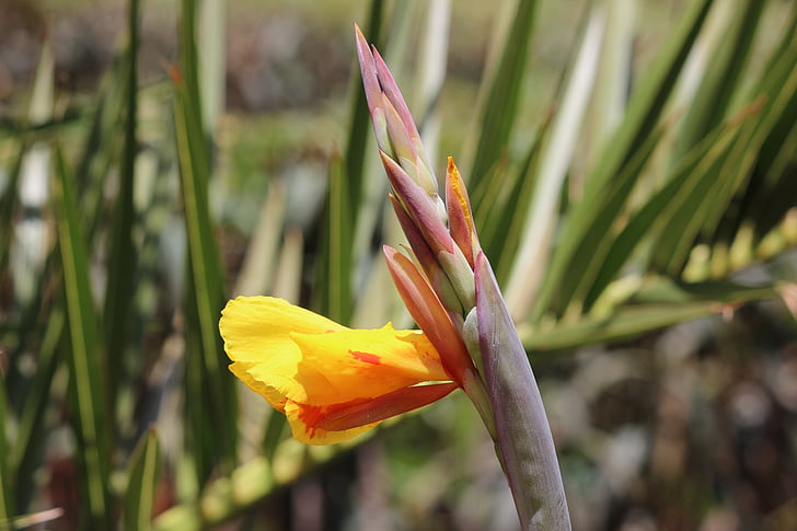 kwiat, Natura, Lily