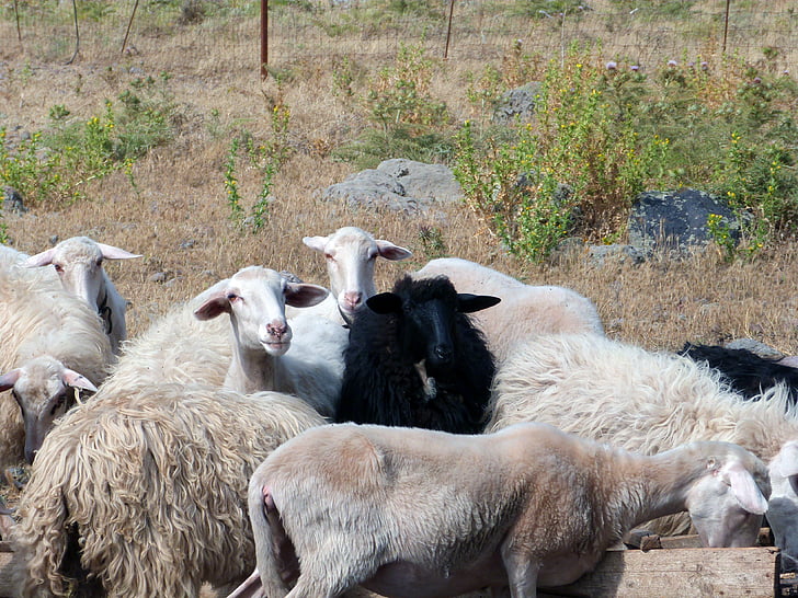 μαύρο πρόβατο, πρόβατα, κοπάδι, ζώο
