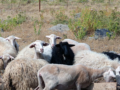 sorte får, får, flok, dyr