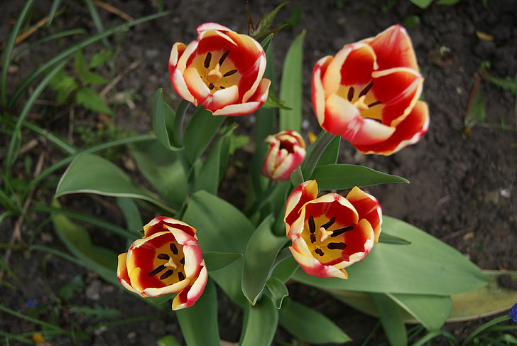 Tulip, blomster, natur