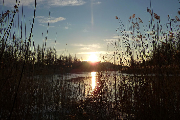 puesta de sol, Cañas, Lago, naturaleza, tranquilidad, paisaje