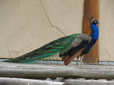 Peacock, con chim, Đẹp, peafowl, lông vũ, đầy màu sắc, gà lôi