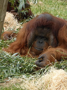 orangutang, mensenaap, Apenheul, Apeldoorn