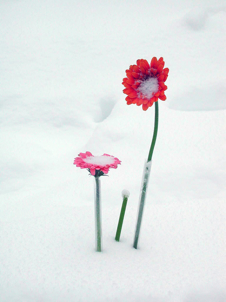 kwiaty, śnieg, Gerber, Daisy, kwiat, zimowe, Natura