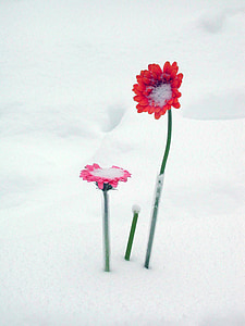 квіти, сніг, Гербер, Дейзі, цвітіння, взимку, Природа
