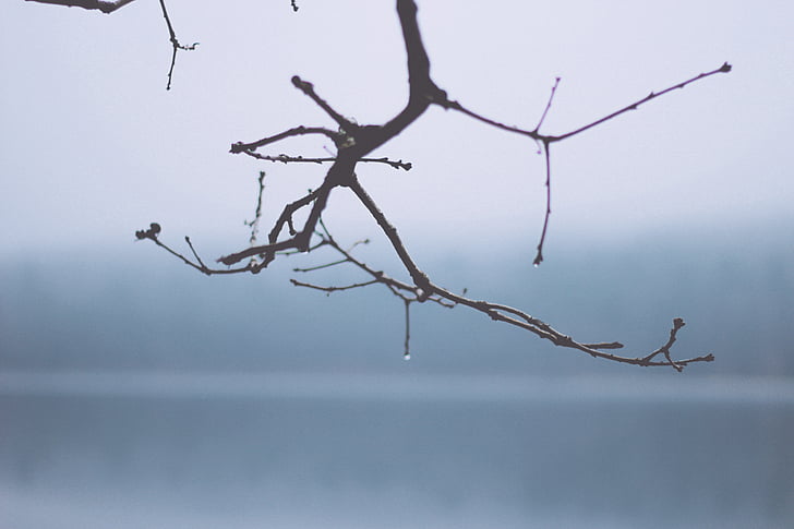 едър план, снимка, дърво, клон, природата, мъгла, мъгливо
