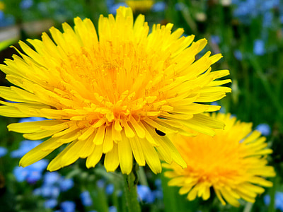 Maslačak, cvijet, ljeto, žuta, biljka, proljeće, priroda