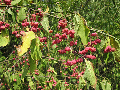 Euonymus europaeus, eje, eje europeo, eje común, árbol, rojo, fruta