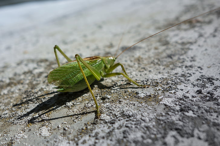 cricket, Thiên nhiên, động vật, động vật hoang dã, côn trùng, hoang dã, màu xanh lá cây