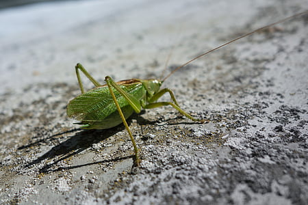 cricket, nature, animal, wildlife, insect, wild, green