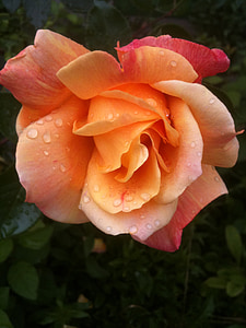 Hoa hồng, morgentau, Thuỵ Sỹ
