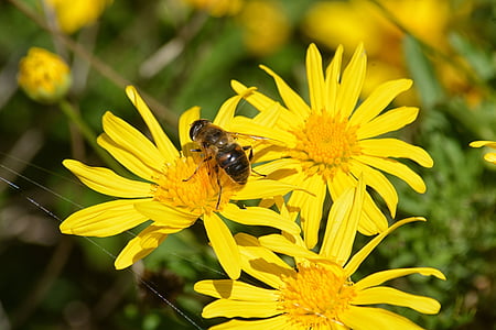 kwiaty, Pszczoła, pasza, owady, roślina, ogród, pyłek
