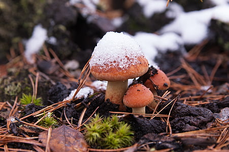 the first snow, mushrooms, nature, mushroom, snow, autumn, partly cloudy
