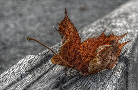 foglia di acero, HDR, autunno, natura