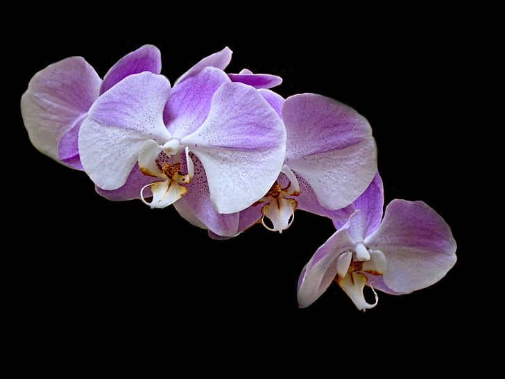orchid, flower, plant, lavender, blossom, garden, purple