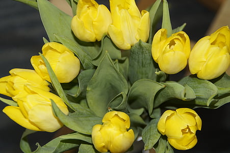 tulipanes, ramo de tulipán, ramo de la, primavera, flor de primavera, Strauss, planta