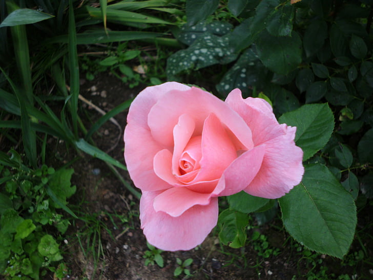 color de rosa, hermosas flores, Rosas cubresuelos
