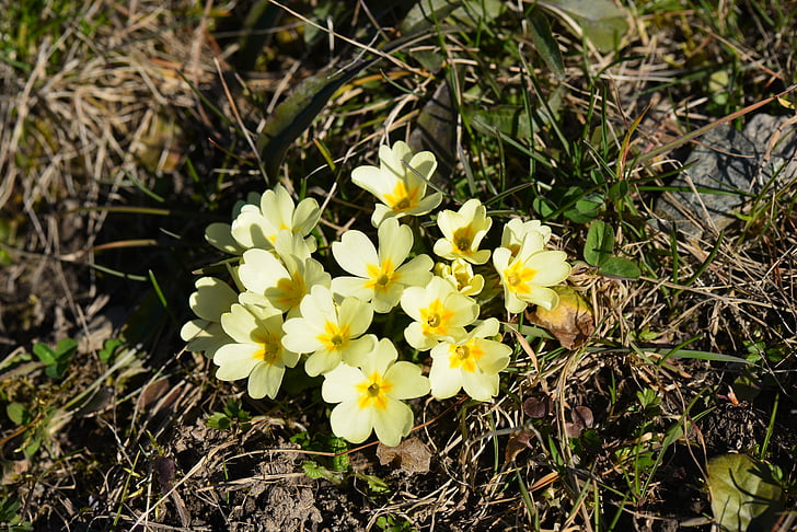 primmeln, yellow, spring, bright, blossom, bloom