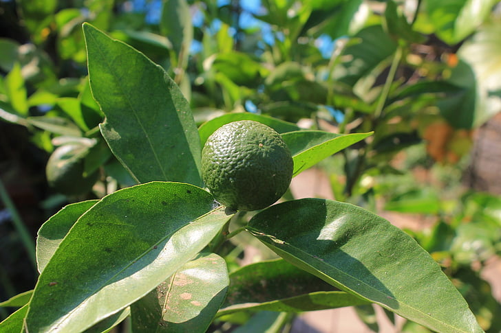 Ориндж, зелен Ориндж, природата, плодове, цитрусови плодове