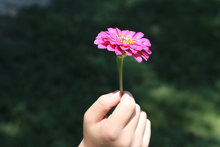 flor, mão, criança, exploração, floral, -de-rosa, natureza
