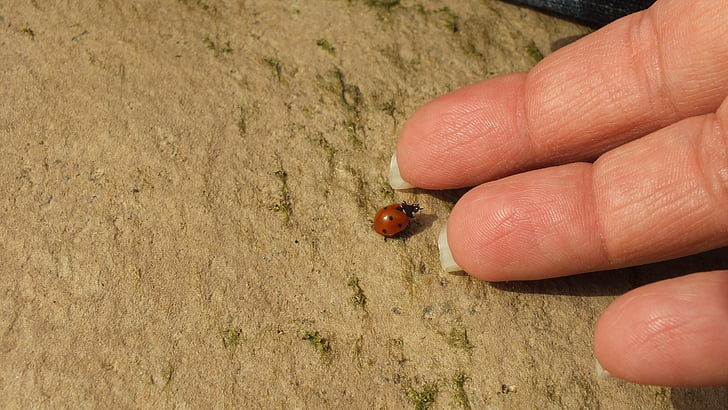 ledybug, el, böcek, dostluk, iletişim, doğa, Perth Musa