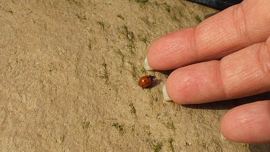 ledybug, mà, insecte, l'amistat, comunicació, natura, Perth moses